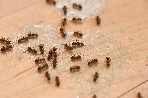 Best Pest Inspection Near Me  in Girard, IL