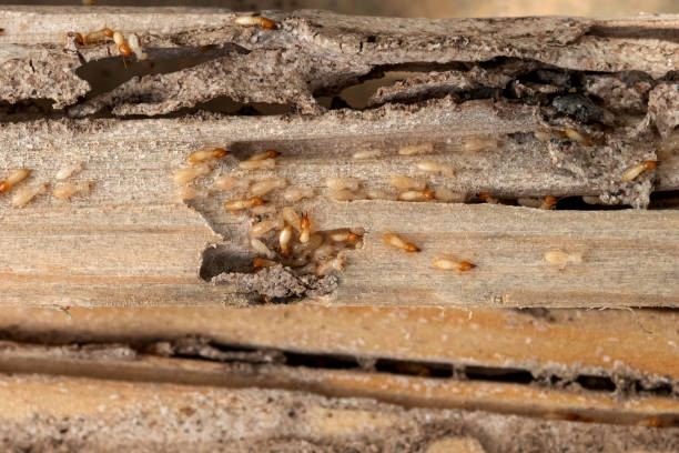 Best Local Pest Control Services  in Girard, IL